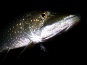 ...pike by Veronika Matějková 